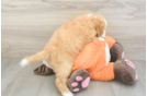 Little Mini Bernesedoodle Poodle Mix Puppy