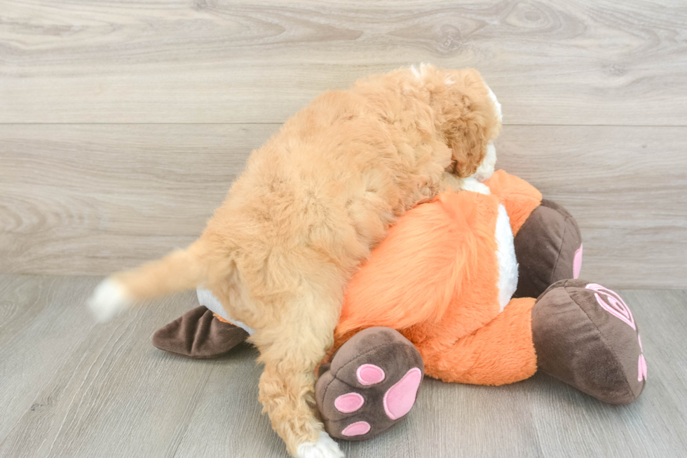 Little Mini Bernesedoodle Poodle Mix Puppy