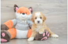 Mini Bernedoodle Pup Being Cute