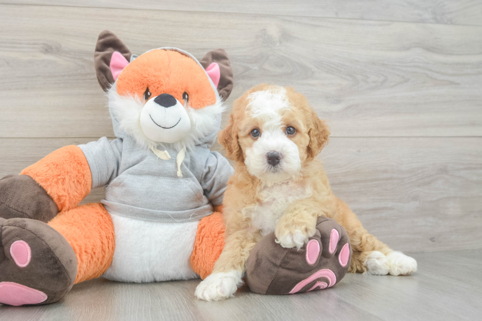 Mini Bernedoodle Pup Being Cute