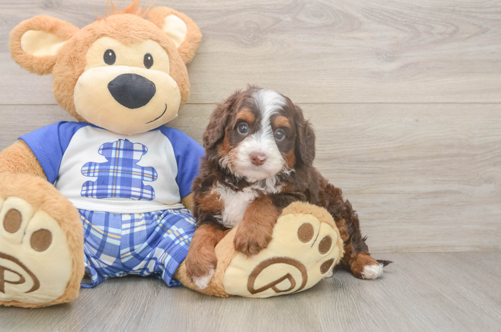 5 week old Mini Bernedoodle Puppy For Sale - Florida Fur Babies