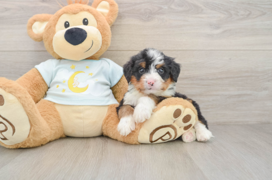 Mini Bernedoodle Pup Being Cute