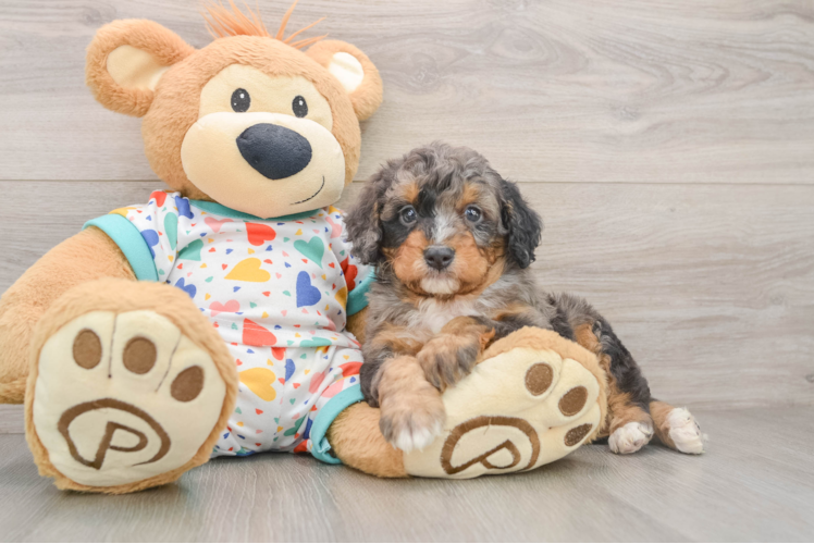Playful Mini Bernepoo Poodle Mix Puppy