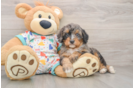 Playful Mini Bernepoo Poodle Mix Puppy