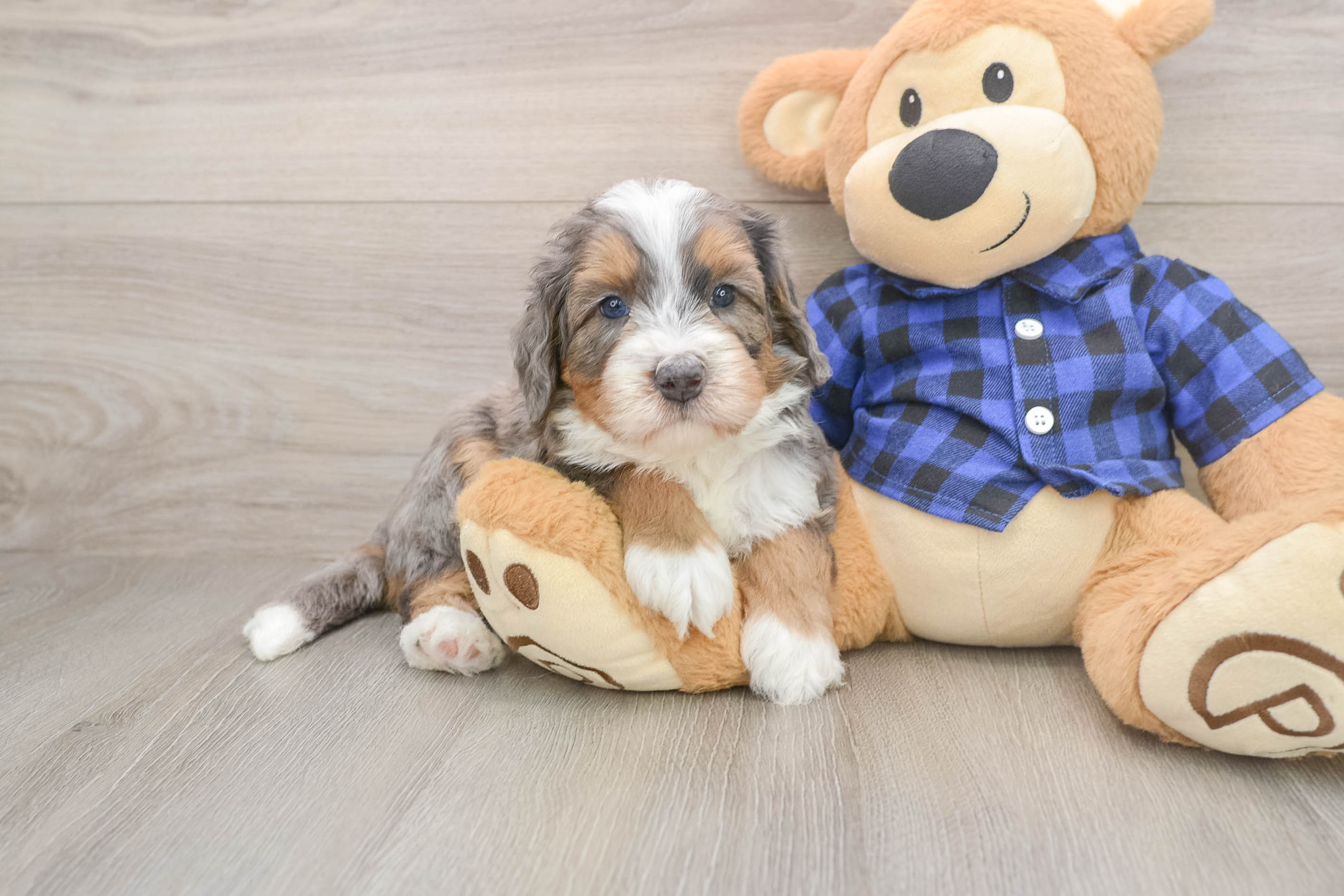Mini Bernedoodle Pup Being Cute