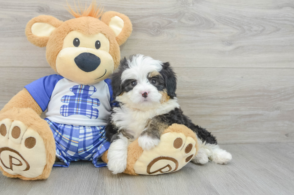 6 week old Mini Bernedoodle Puppy For Sale - Florida Fur Babies