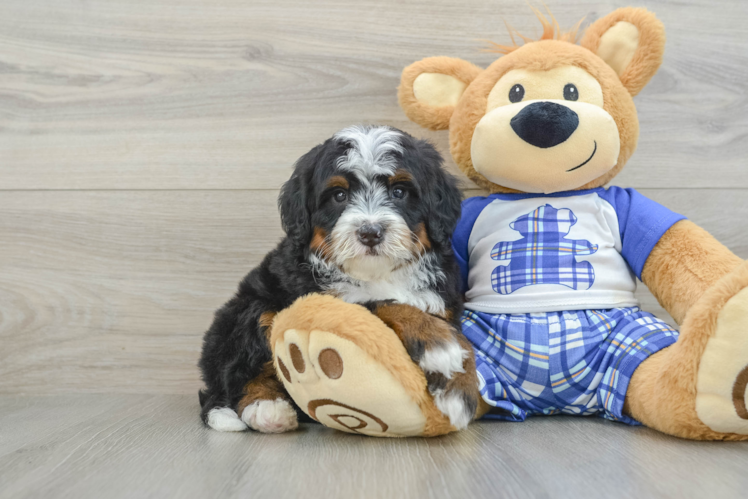Playful Mini Bernese Poodle Poodle Mix Puppy