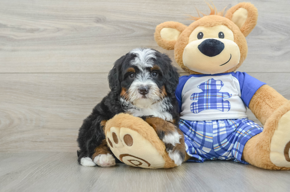 5 week old Mini Bernedoodle Puppy For Sale - Florida Fur Babies