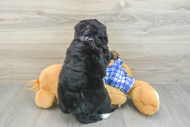 Meet Samson - our Mini Bernedoodle Puppy Photo 2/3 - Florida Fur Babies