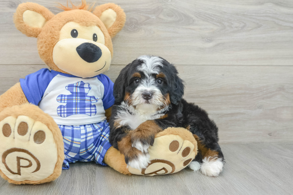 Sweet Mini Bernedoodle Baby