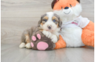 Adorable Mini Bernadoodle Poodle Mix Puppy