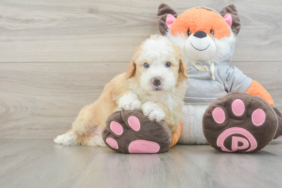 Small Mini Bernedoodle Baby