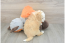 Mini Bernedoodle Puppy for Adoption
