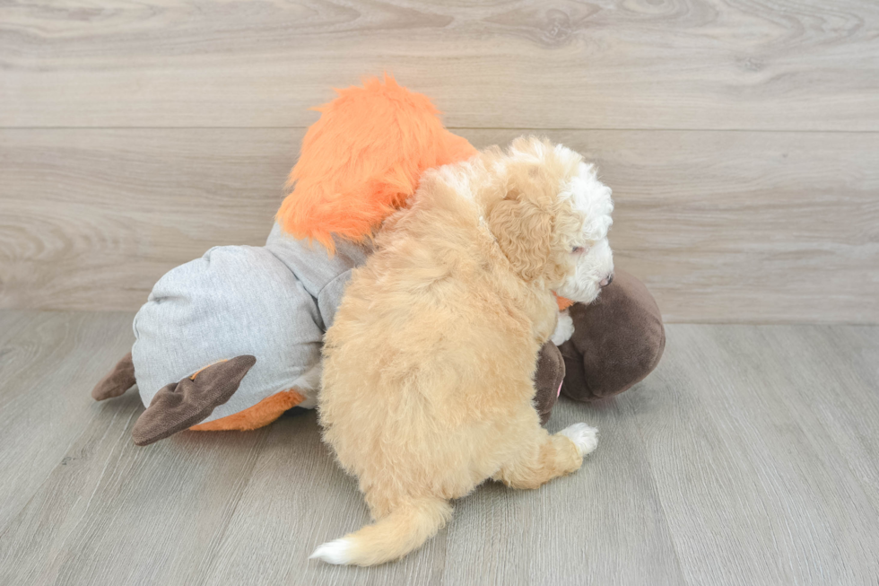 Mini Bernedoodle Puppy for Adoption