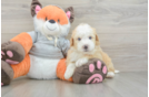 Sweet Mini Bernedoodle Baby