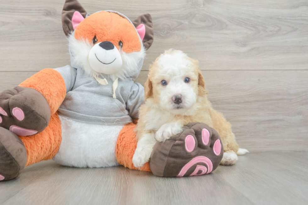 Sweet Mini Bernedoodle Baby
