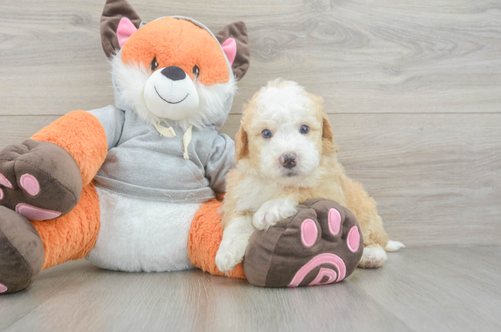 5 week old Mini Bernedoodle Puppy For Sale - Florida Fur Babies