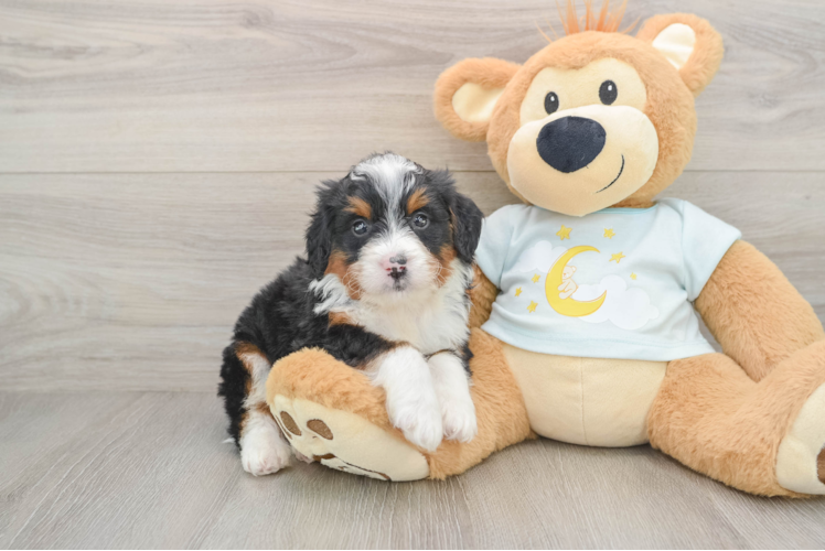 Smart Mini Bernedoodle Poodle Mix Pup