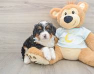 8 week old Mini Bernedoodle Puppy For Sale - Florida Fur Babies