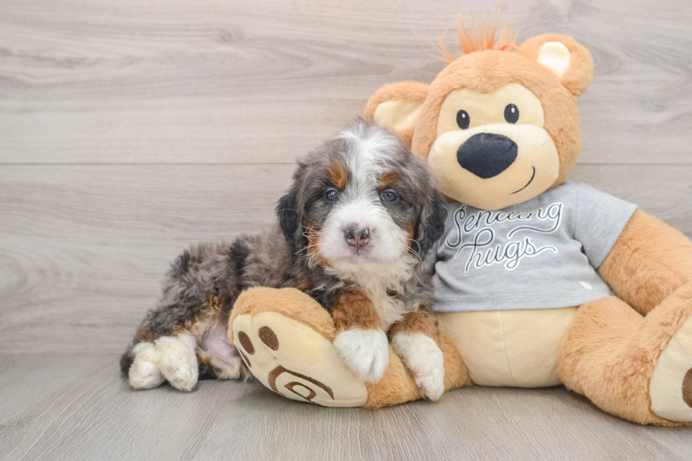 Happy Mini Bernedoodle Baby