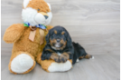 Meet Samson - our Mini Bernedoodle Puppy Photo 2/3 - Florida Fur Babies