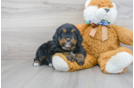 Meet Samson - our Mini Bernedoodle Puppy Photo 1/3 - Florida Fur Babies