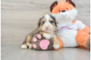 Fluffy Mini Bernedoodle Poodle Mix Pup