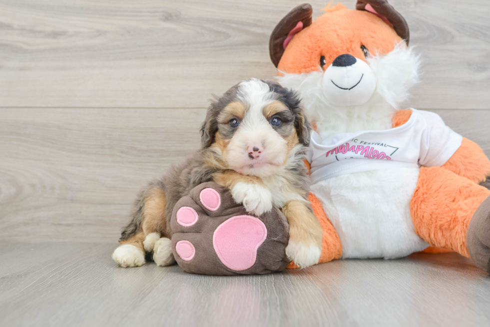 Fluffy Mini Bernedoodle Poodle Mix Pup