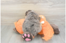Small Mini Bernedoodle Baby