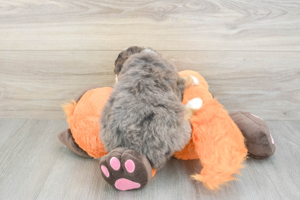 Small Mini Bernedoodle Baby