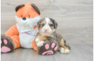 Mini Bernedoodle Puppy for Adoption