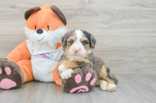 Mini Bernedoodle Puppy for Adoption