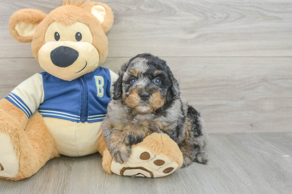 5 week old Mini Bernedoodle Puppy For Sale - Florida Fur Babies