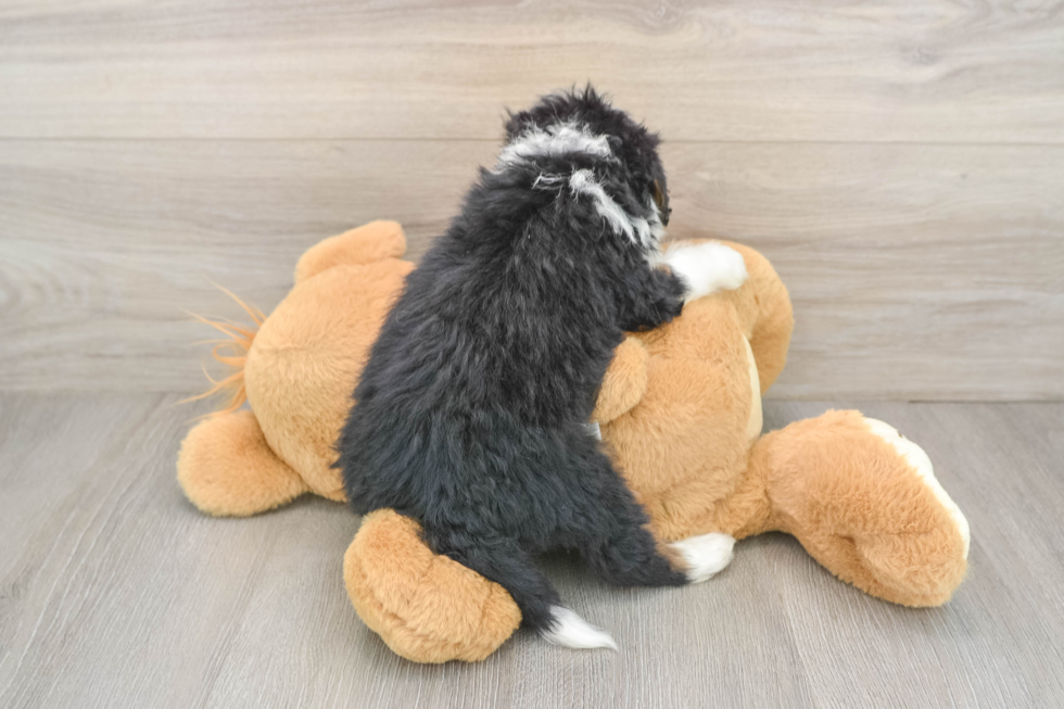 Mini Bernedoodle Puppy for Adoption