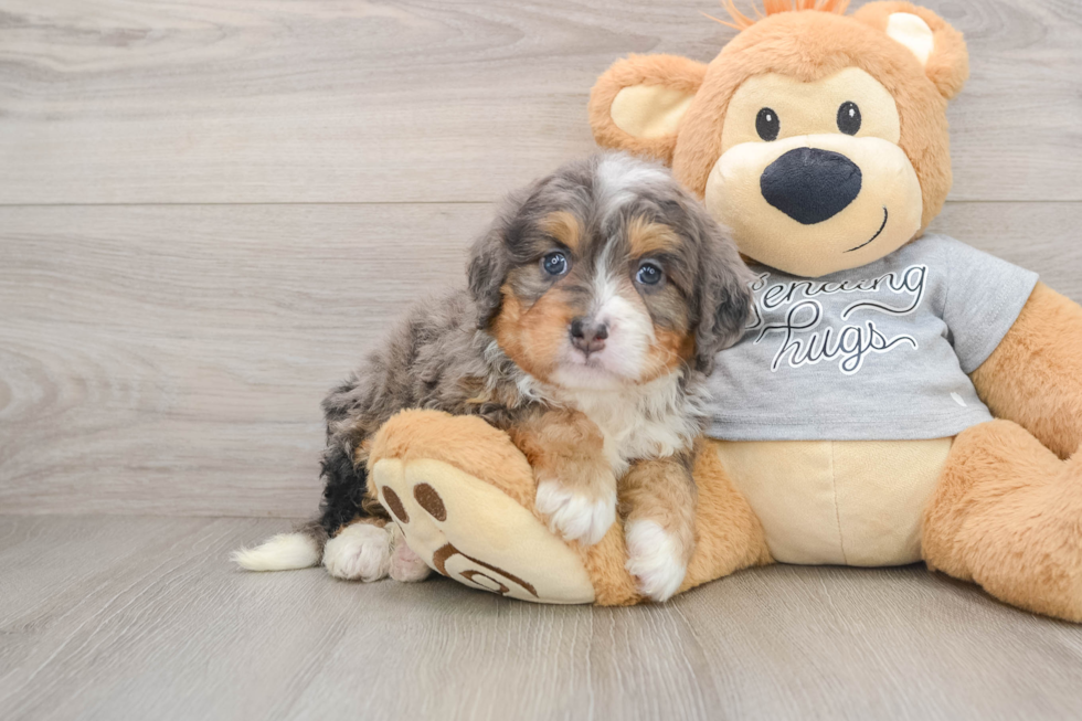 Mini Bernedoodle Pup Being Cute