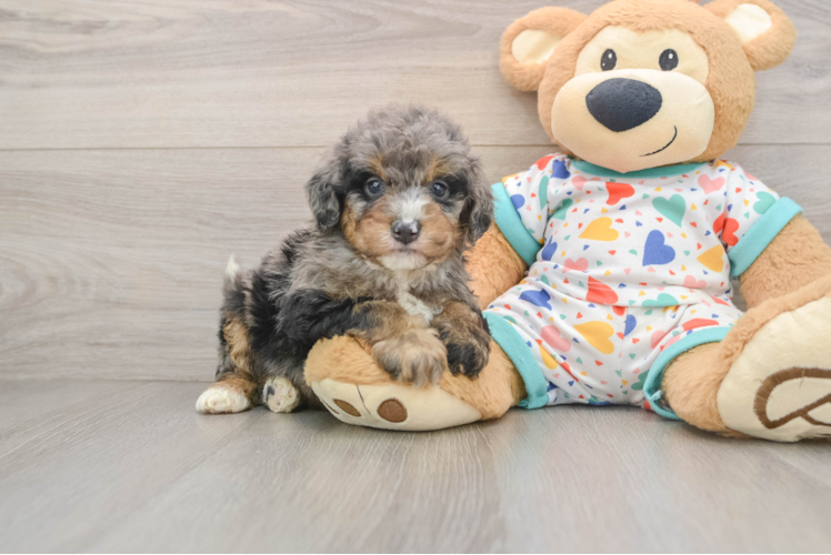 Mini Bernedoodle Pup Being Cute