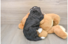 Friendly Mini Bernedoodle Baby