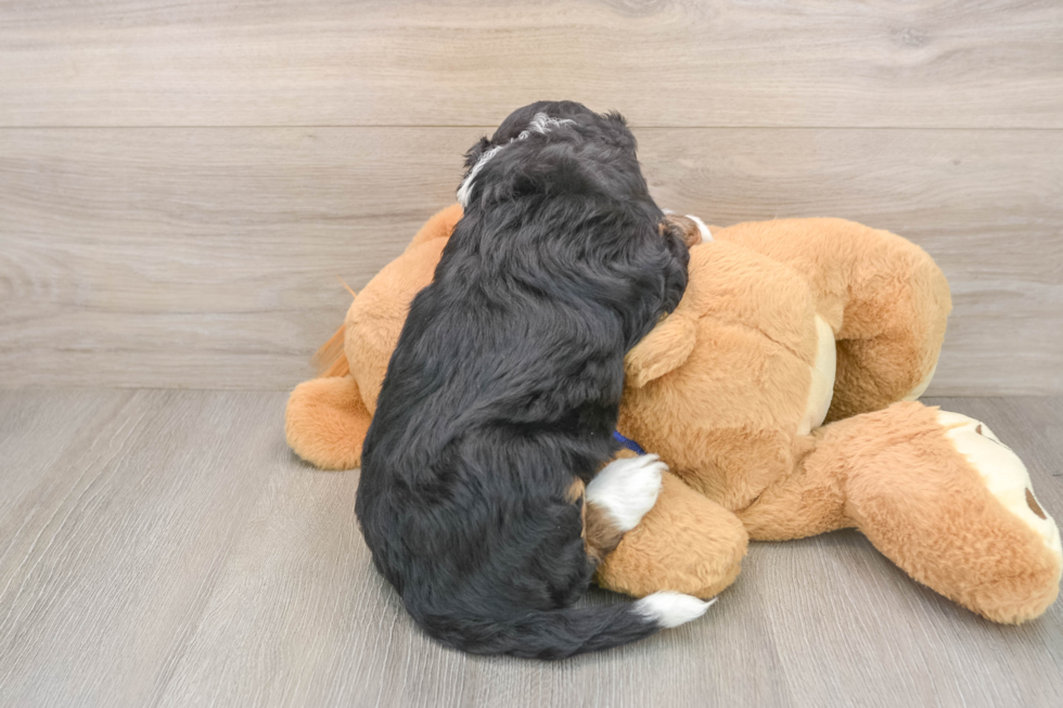 Friendly Mini Bernedoodle Baby