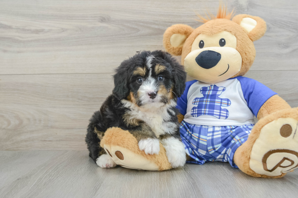 Mini Bernedoodle Pup Being Cute