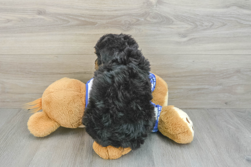 Best Mini Bernedoodle Baby