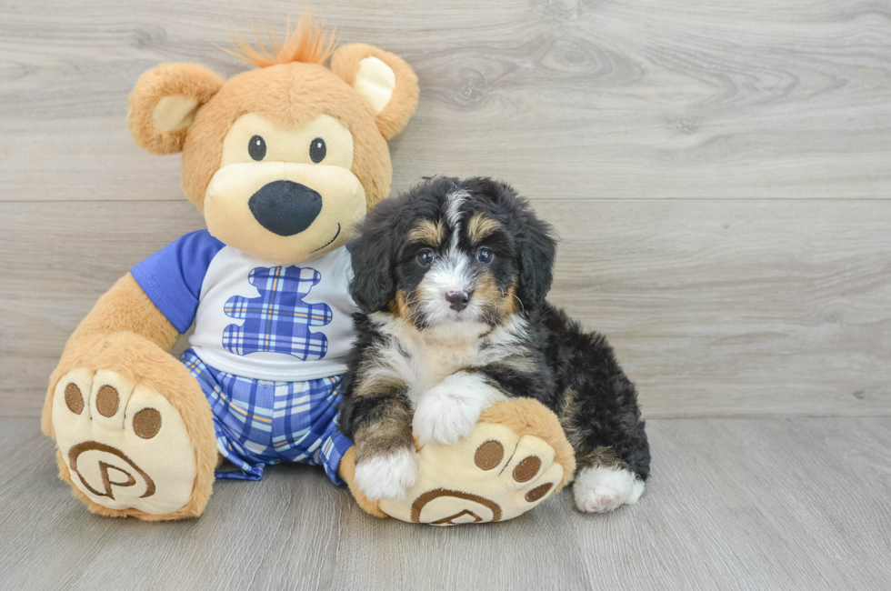 6 week old Mini Bernedoodle Puppy For Sale - Florida Fur Babies