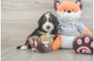 Hypoallergenic Mini Bernesedoodle Poodle Mix Puppy