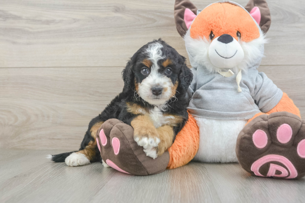 Hypoallergenic Mini Bernesedoodle Poodle Mix Puppy