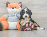 7 week old Mini Bernedoodle Puppy For Sale - Florida Fur Babies