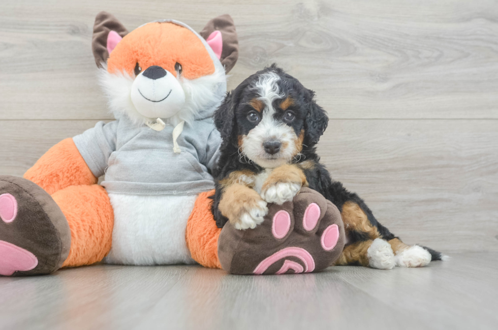 5 week old Mini Bernedoodle Puppy For Sale - Florida Fur Babies