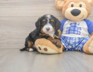 6 week old Mini Bernedoodle Puppy For Sale - Florida Fur Babies