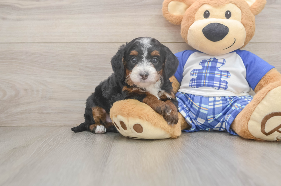 5 week old Mini Bernedoodle Puppy For Sale - Florida Fur Babies