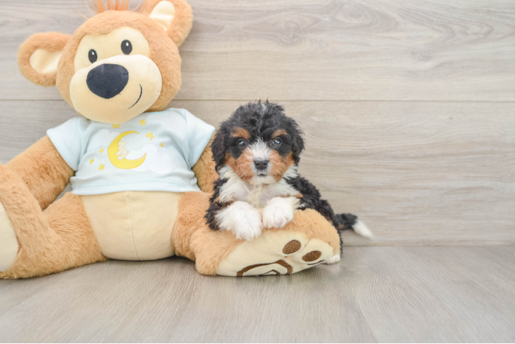 Fluffy Mini Bernedoodle Poodle Mix Pup