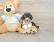 8 week old Mini Bernedoodle Puppy For Sale - Florida Fur Babies