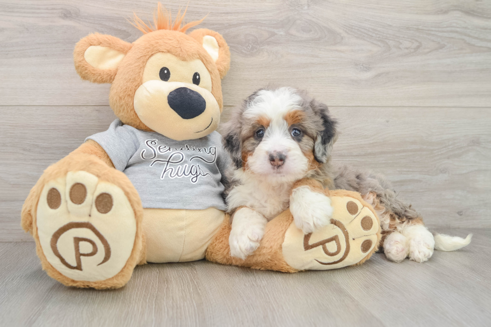 Fluffy Mini Bernedoodle Poodle Mix Pup